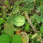 Solanum viarum Плід