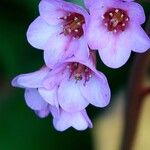 Bergenia crassifoliaVoninkazo