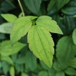 Clematis virginiana Leaf