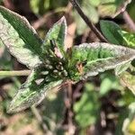 Elephantopus elatus Hoja
