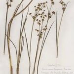 Juncus striatus Pokrój