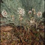 Abronia fragrans Habit