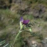 Vicia peregrina 花