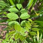 Fraxinus latifolia Leaf