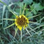 Tragopogon dubius Floare