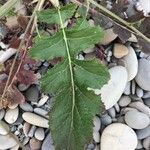 Crambe hispanica Feuille