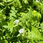 Ellisia nyctelea Floare