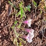 Ipomoea mombassana Flor