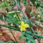 Jasminum nudiflorum Bark