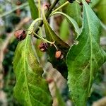 Euonymus fortunei Frugt