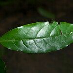 Licania heteromorpha Leaf