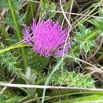 Cirsium acaule Květ