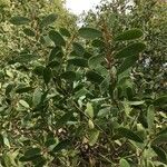 Leptospermum laevigatum Blad