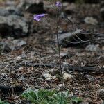 Penstemon scapoides ᱛᱟᱦᱮᱸ