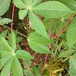 Manihot esculenta Jani