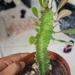 Euphorbia trigona Yaprak