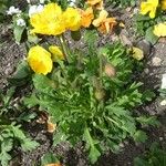 Papaver cambricum Habitat