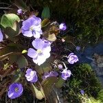 Plagiorhegma dubium Kwiat
