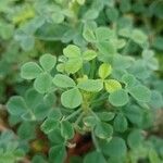 Oxalis ptychoclada Leaf