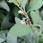Solanum pseudocapsicum ফুল