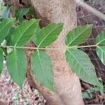 Acrocarpus fraxinifolius Ravina