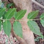 Acrocarpus fraxinifolius Blad