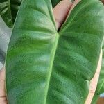 Philodendron hederaceum Folha