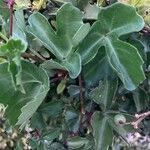 Cissus trifoliata Hoja