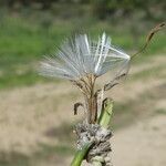 Chondrilla juncea Gyümölcs