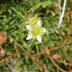 Saxifraga moschata Blodyn