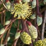 Salix repens Fleur