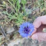 Centaurea sulphurea Blodyn