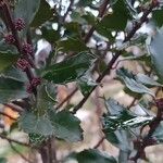 Ilex meserveae Blatt