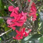 Ixora javanica Цветок