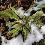 Verbascum thapsus Liść
