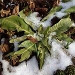 Verbascum thapsus List