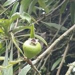 Pyrus salicifoliaGyümölcs