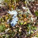 Scaevola nitidaBlomma