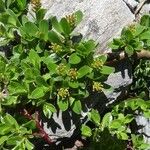 Salix retusa Flower