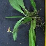 Scaphosepalum microdactylum Otro