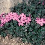 Phlox longifolia Συνήθη χαρακτηριστικά