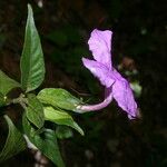 Ruellia matagalpae 花