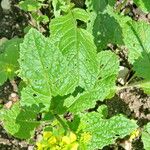 Brassica juncea फूल
