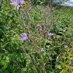 Lactuca macrophylla Fleur