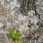 Teesdalia coronopifolia برگ