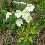 Pinguicula alpina Flor