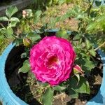 Rosa gallicaFlor