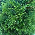 Chamaecyparis obtusa Hoja