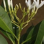 Mortoniella pittieri 花