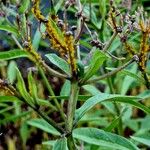 Asclepias incarnata Folha